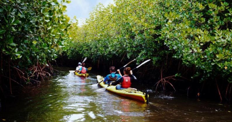 Mangrove Kayaking in Andaman