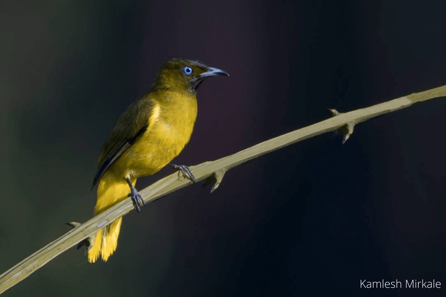 Wildlife Watching in Andaman