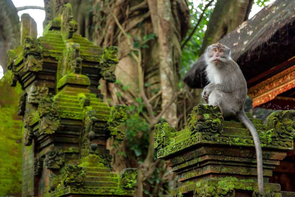 Ubud Monkey Forest