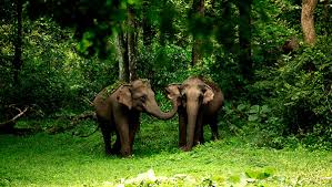 Thekkady