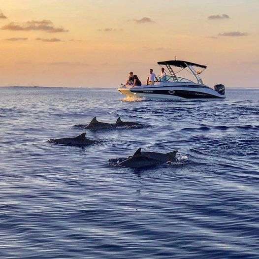 Dolphin Watching Maldives