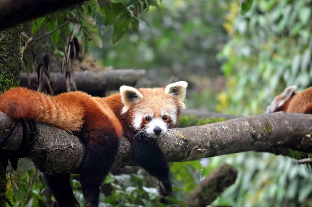Nature Activities in Sikkim