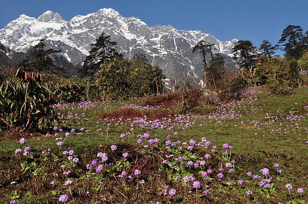 Yumthang Valley