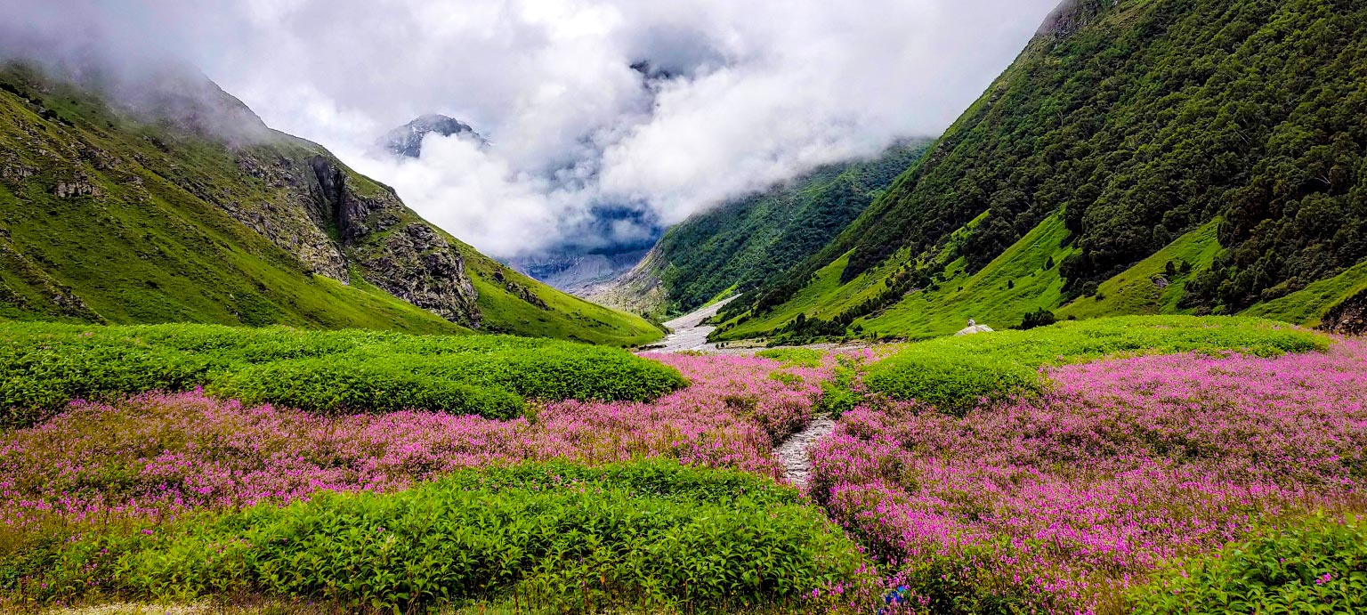 Valley of Flowers